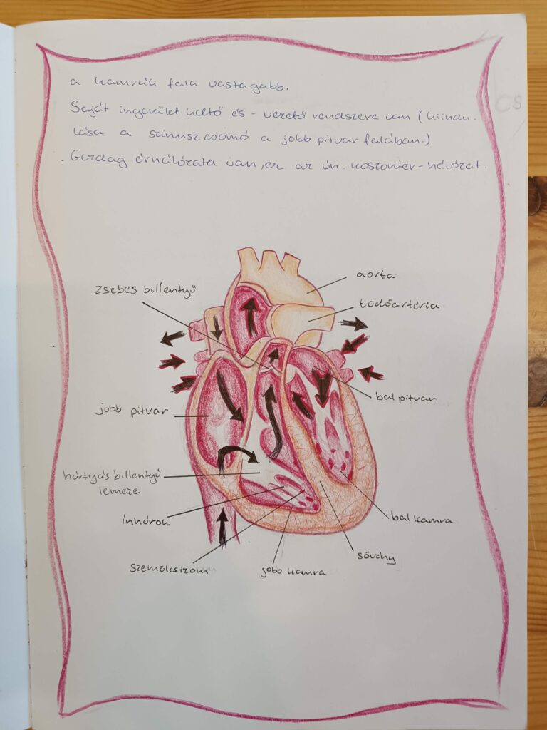 tizedikes biológia - szív