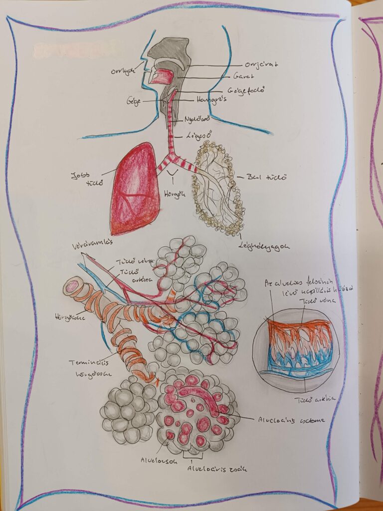 nyelés és légzés