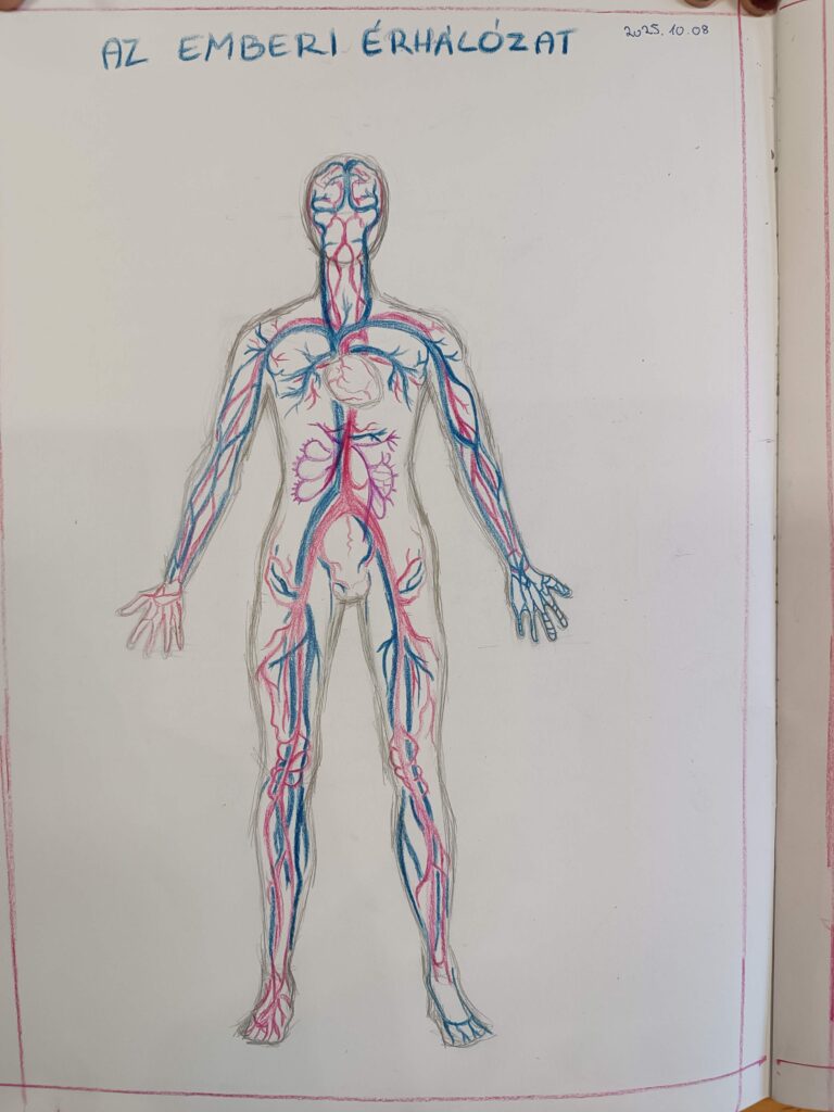 biológia - az emberi érhálózat