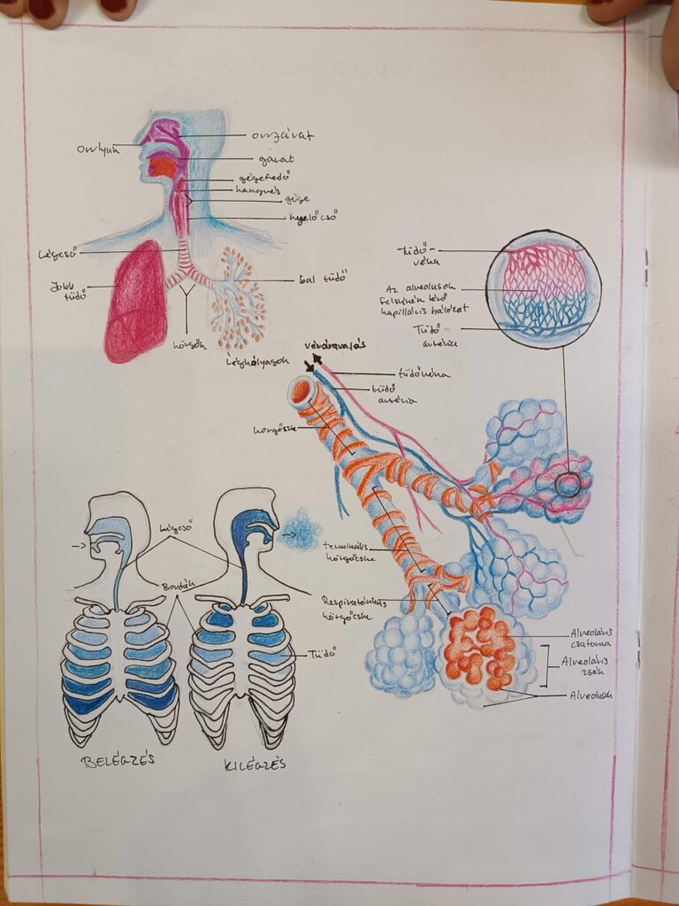 légzés - biológia