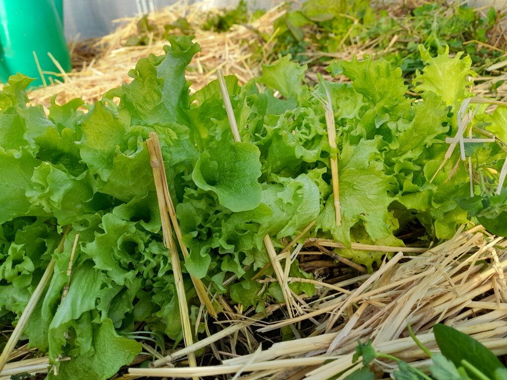 saláták, melegház, Christophorus Waldorf