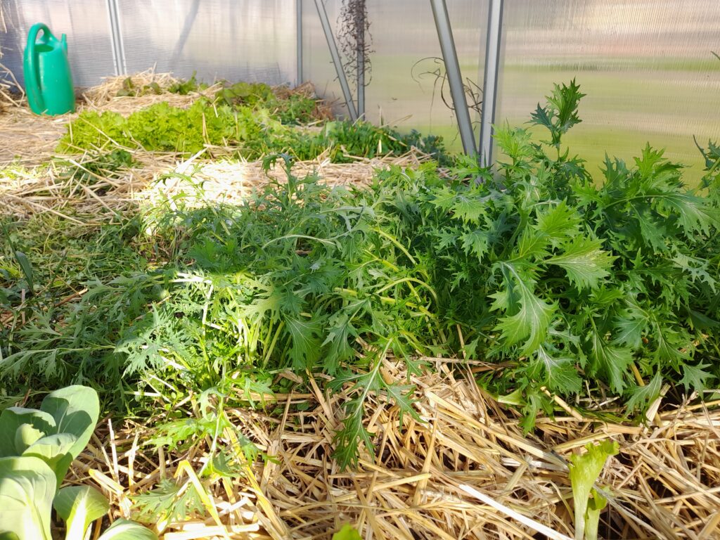 saláták, melegház, Christophorus Waldorf